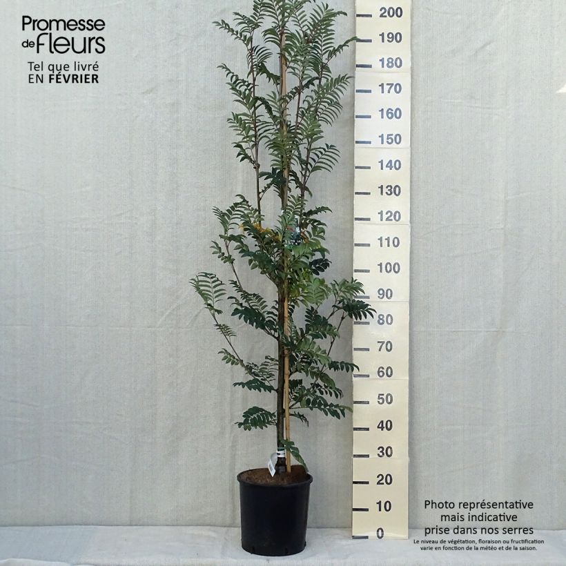 Esimerkki syksyllä toimitetusta Pihlaja Sheerwater Seedling 12 litran/15 litran ruukku-taimesta