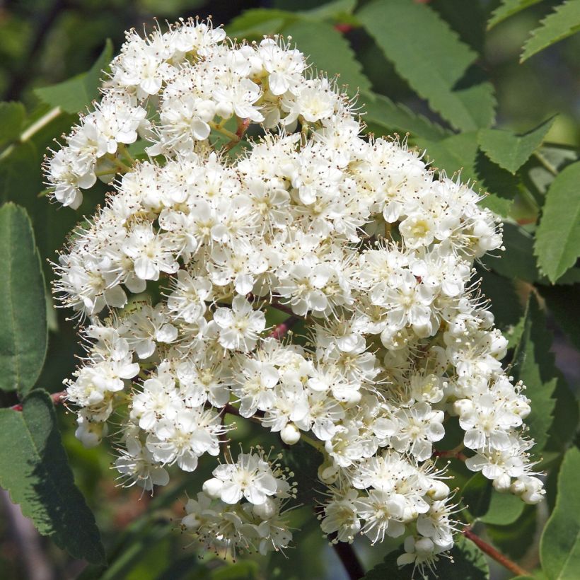 Pihlaja Sheerwater Seedling (Kukinta)