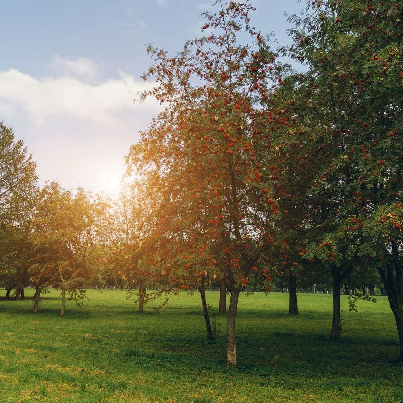 Pihlaja Sheerwater Seedling (Kasvutapa)