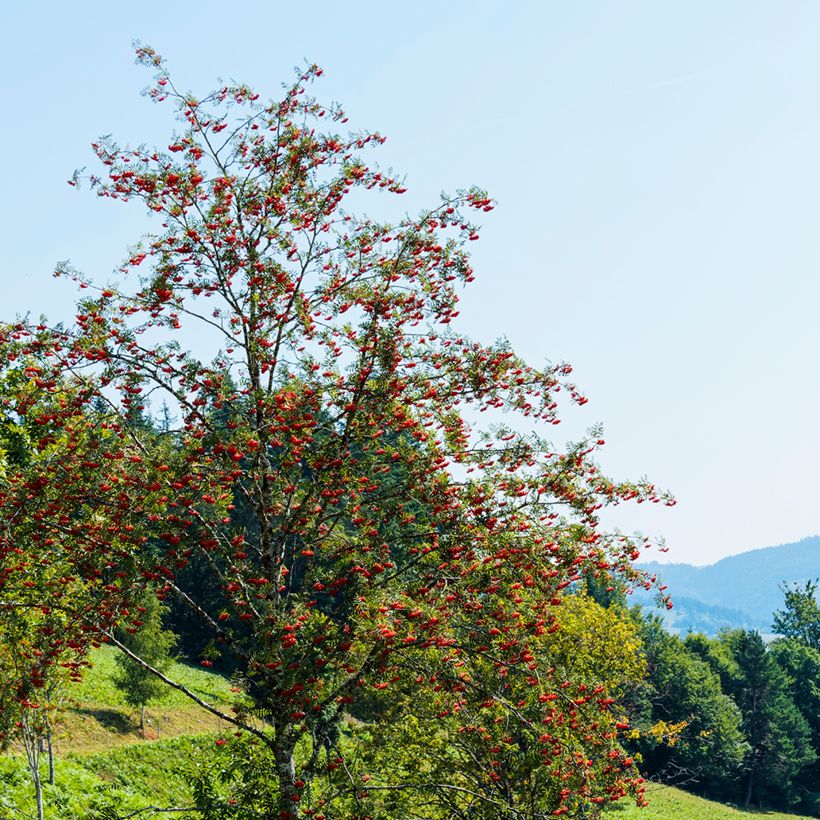 Pihlaja Wettra (Kasvutapa)