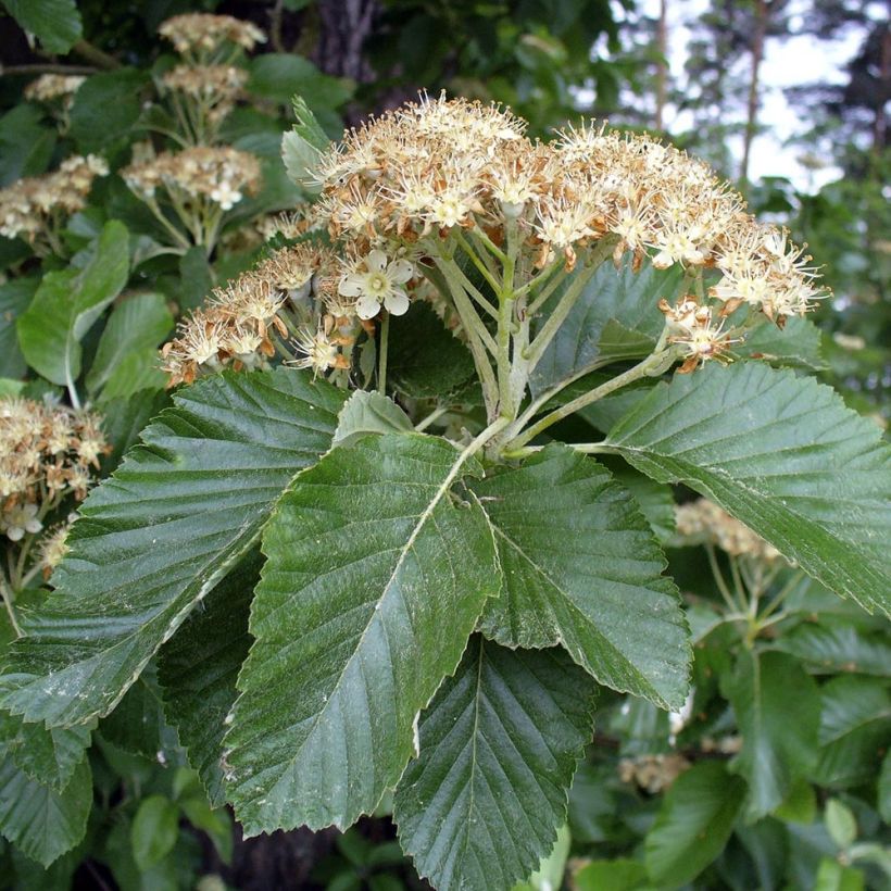Saksanpihlaja - Sorbus aria (Lehvistö)