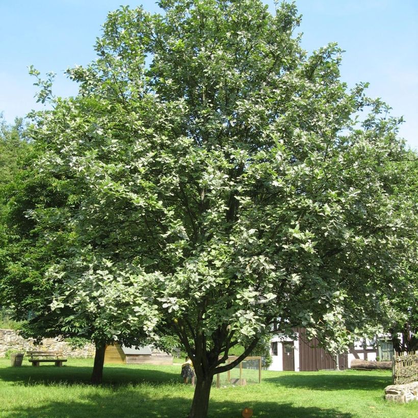 Saksanpihlaja - Sorbus aria (Kasvutapa)