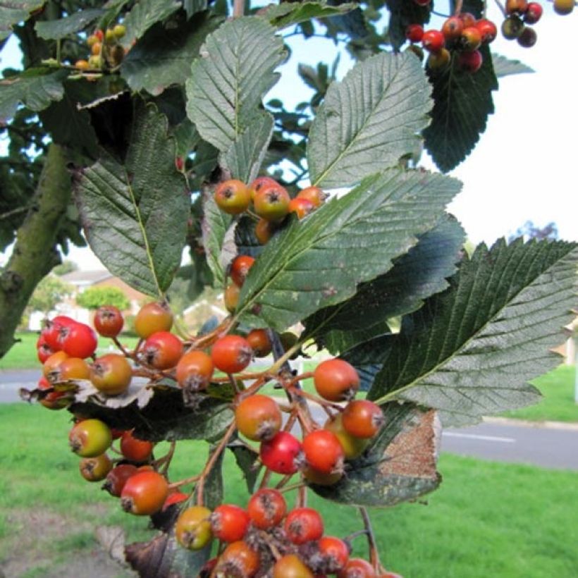 Saksanpihlaja Lutescens (Sadonkorjuu)