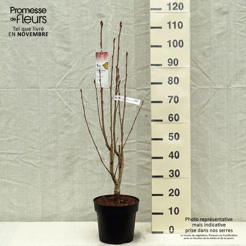 Esimerkki syksyllä toimitetusta Pihlaja Autumn Spire 4 litran/5 litran ruukku-taimesta