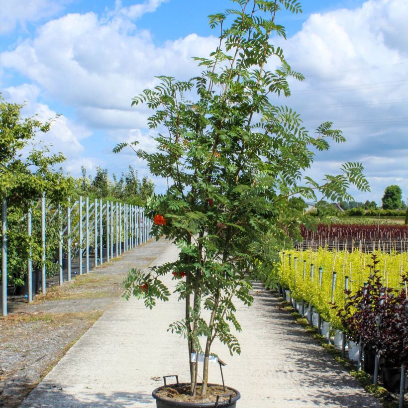 Esimerkki keväällä toimitetusta Pihlaja - Sorbus aucuparia Ruukku 70L / 75L, Pienoinen-taimesta