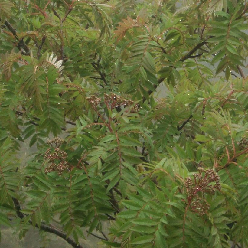 Pihlaja - Sorbus randaiensis (Lehvistö)