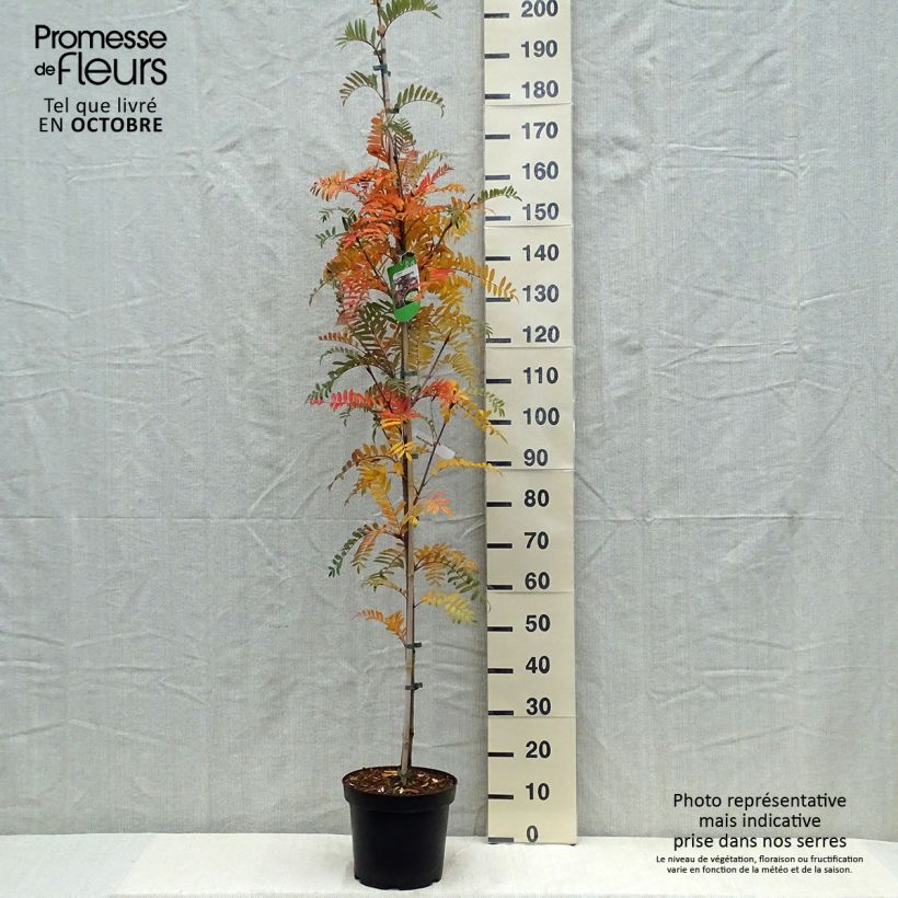 Esimerkki syksyllä toimitetusta Pihlaja - Sorbus scalaris 7,5 litran / 10 litran ruukku-taimesta