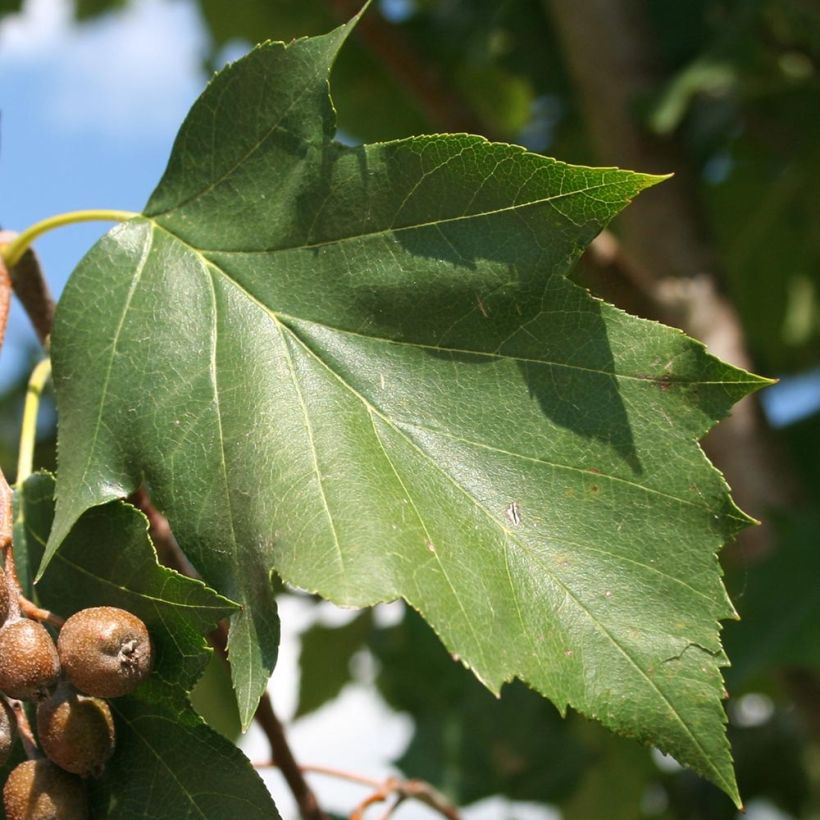 Etelänpihlaja - Sorbus torminalis (Lehvistö)