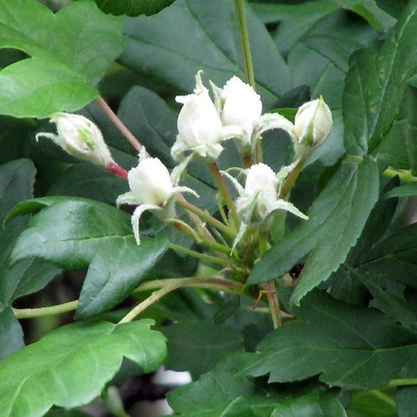 Etelänpihlaja - Sorbus torminalis (Kukinta)