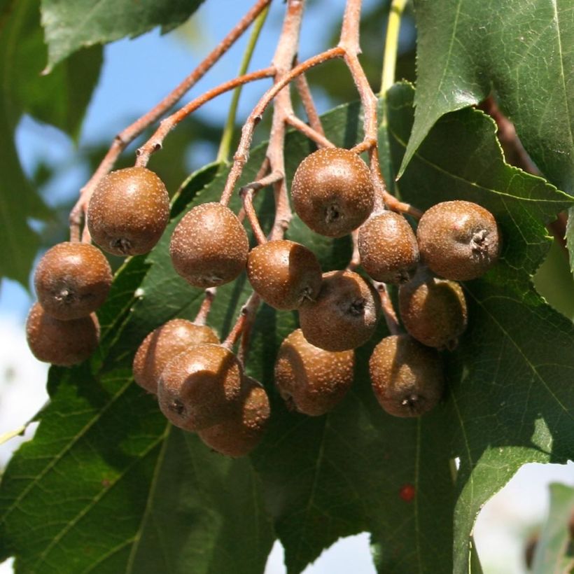 Etelänpihlaja - Sorbus torminalis (Sadonkorjuu)