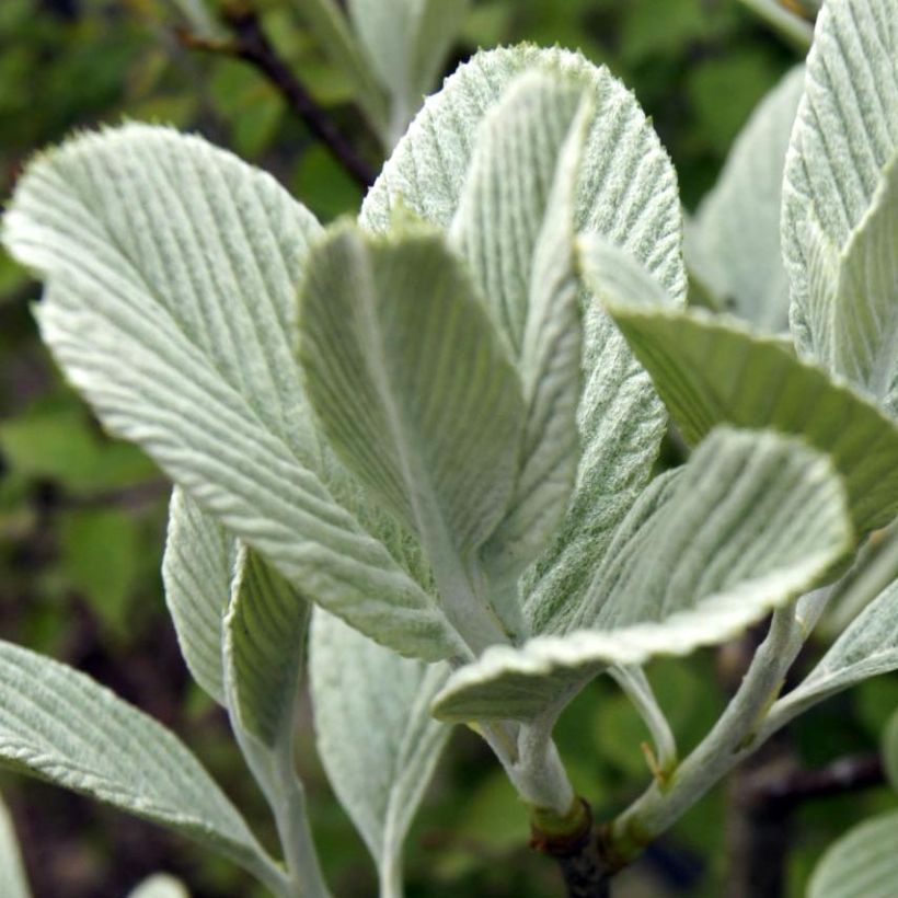 Pihlaja - Sorbus wardii (Lehvistö)