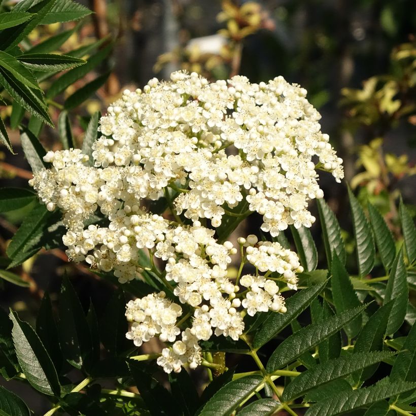 Pihlaja - Sorbus wilfordii (Kukinta)