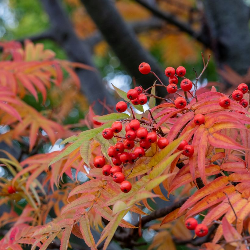 Pihlaja - Sorbus wilfordii (Lehvistö)