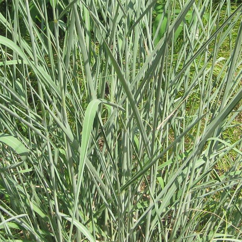 Kultaintiaaniheinä - Sorghastrum nutans (Lehvistö)