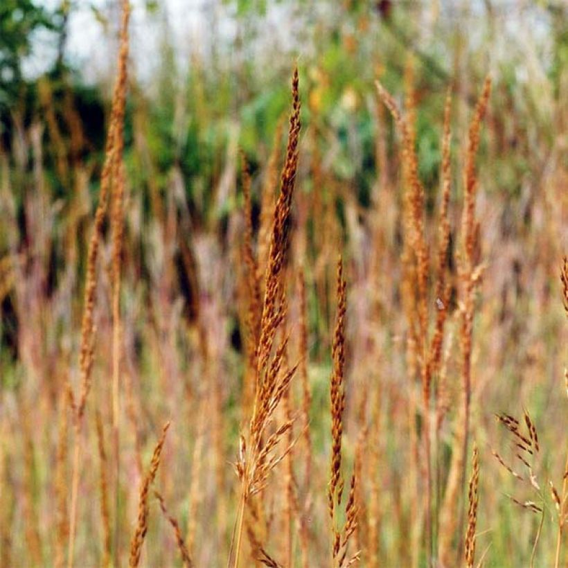 Kultaintiaaniheinä - Sorghastrum nutans (Kukinta)