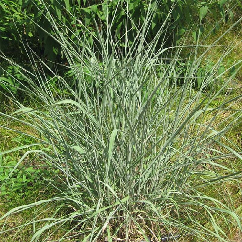 Kultaintiaaniheinä - Sorghastrum nutans (Kasvutapa)