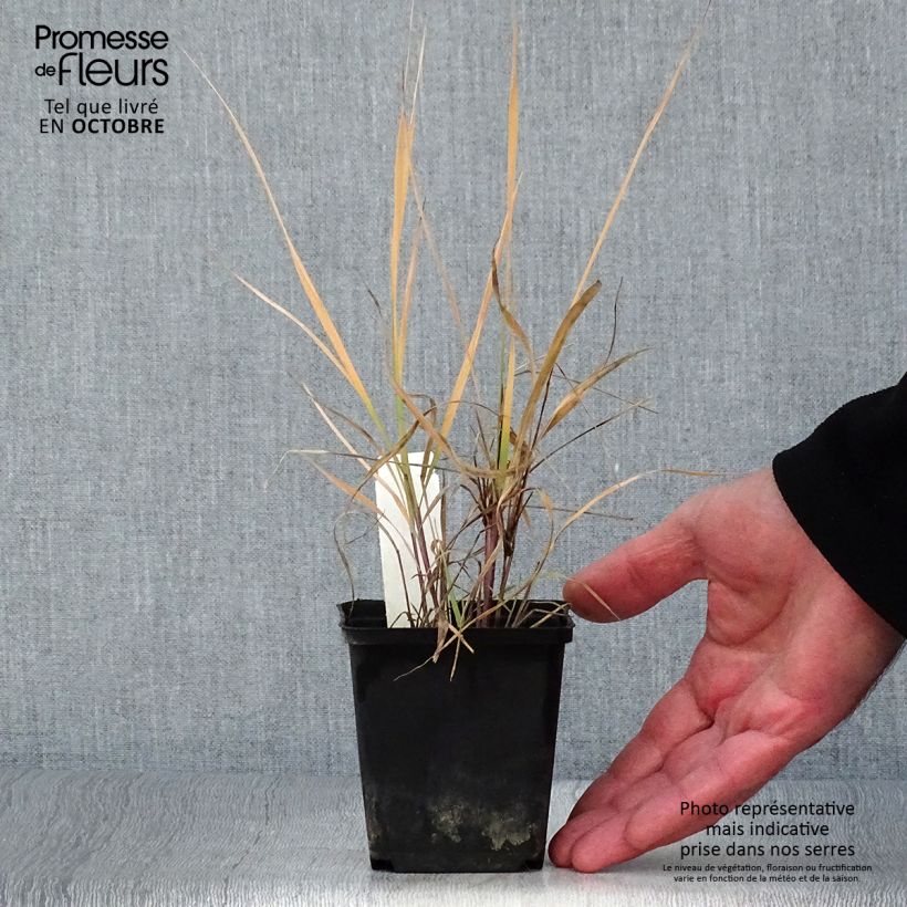 Esimerkki syksyllä toimitetusta Kultaintiaaniheinä - Sorghastrum nutans 8/9 cm taimiruukku-taimesta