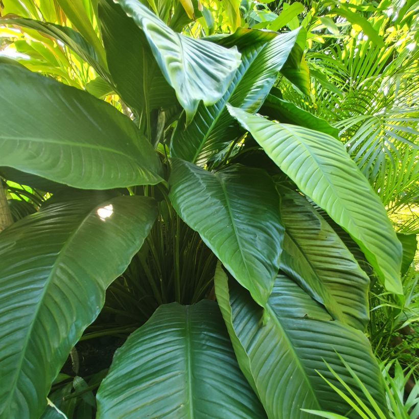Spathiphyllum ‘Gorgusis No. 1 Sensation (Lehvistö)