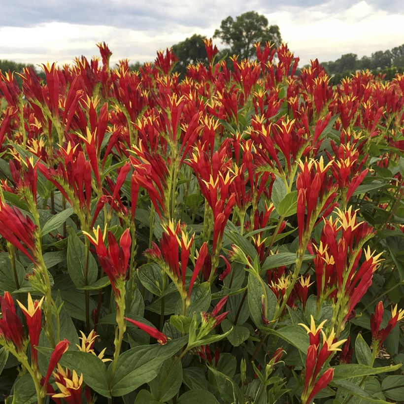 Spigelia marilandica Little Red Head (Kukinta)