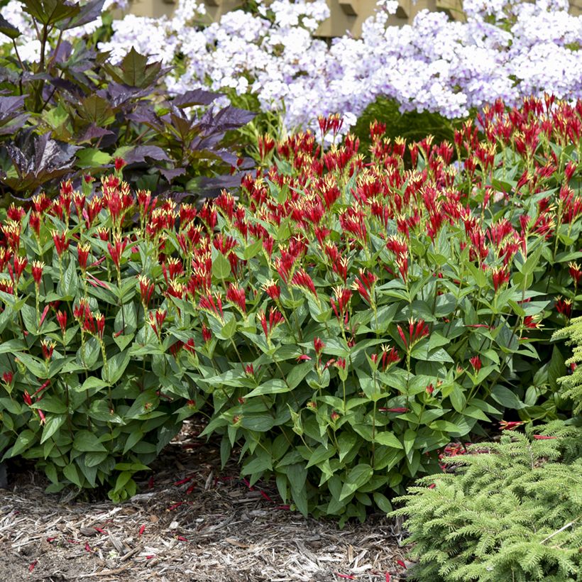 Spigelia marilandica Little Red Head (Kasvutapa)