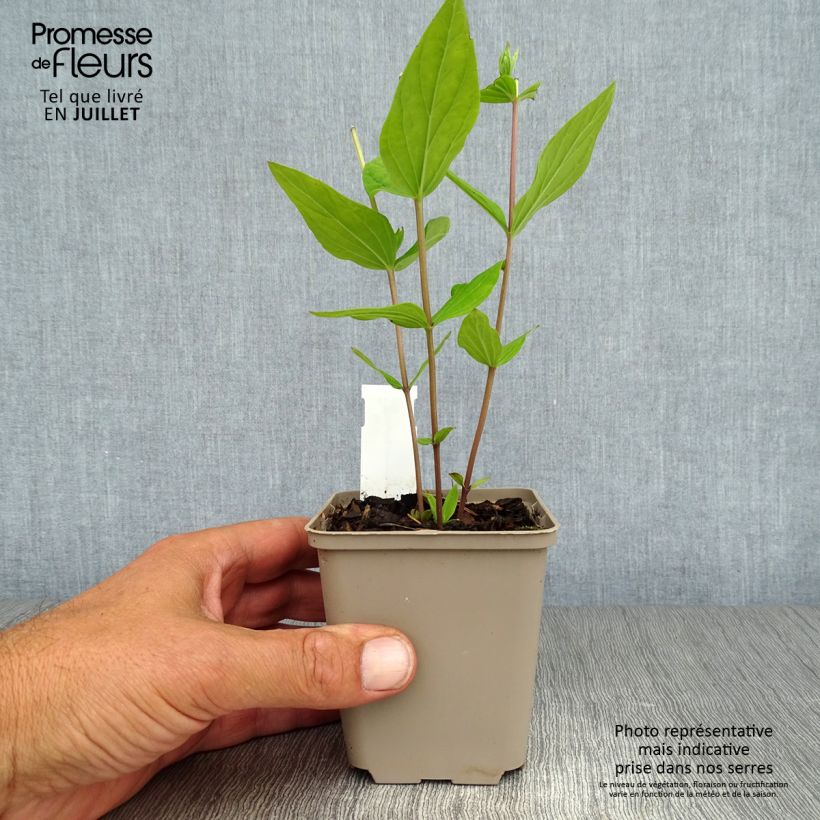 Esimerkki kesällä toimitetusta Spigelia marilandica Spigelia marilandica Godet de 8/9 cm-taimesta