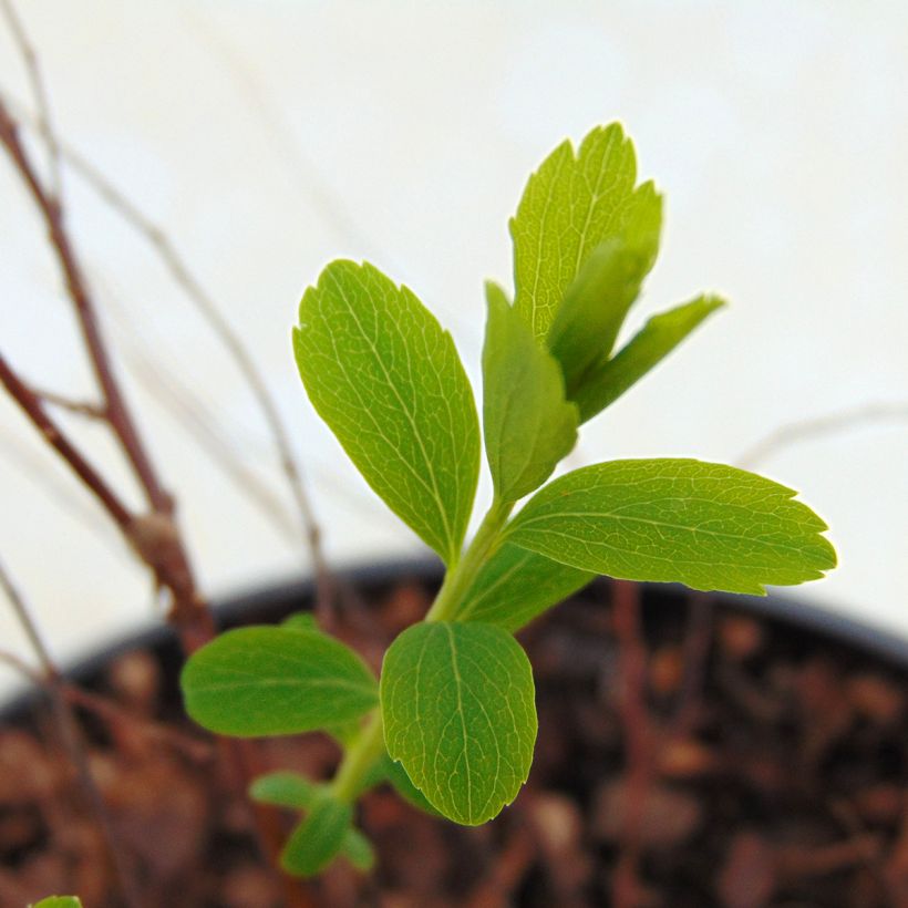 Morsiusangervo Alba (Lehvistö)