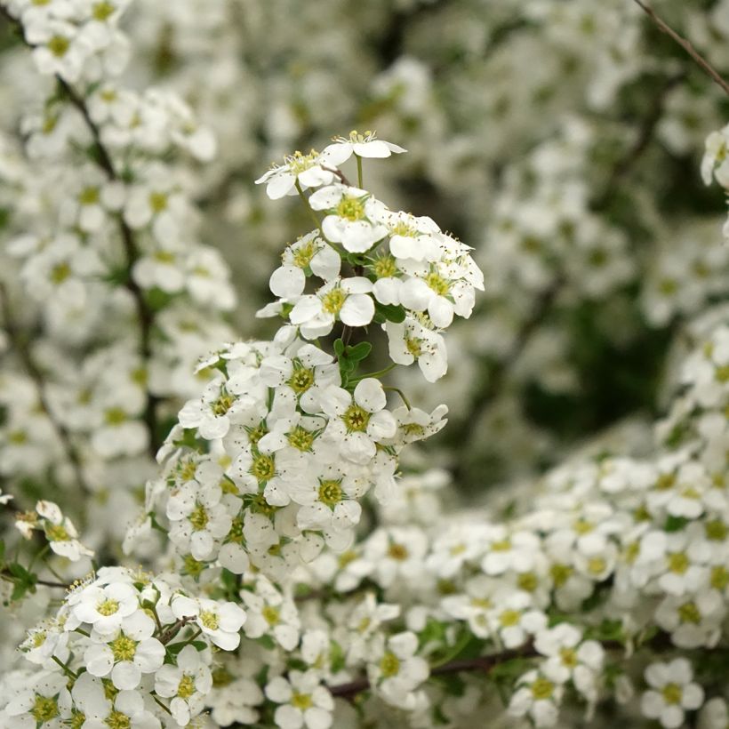 Morsiusangervo Alba (Kukinta)