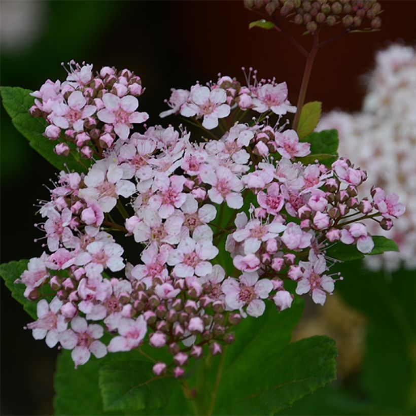 Koivuangervo Pink Sparkler (Kukinta)