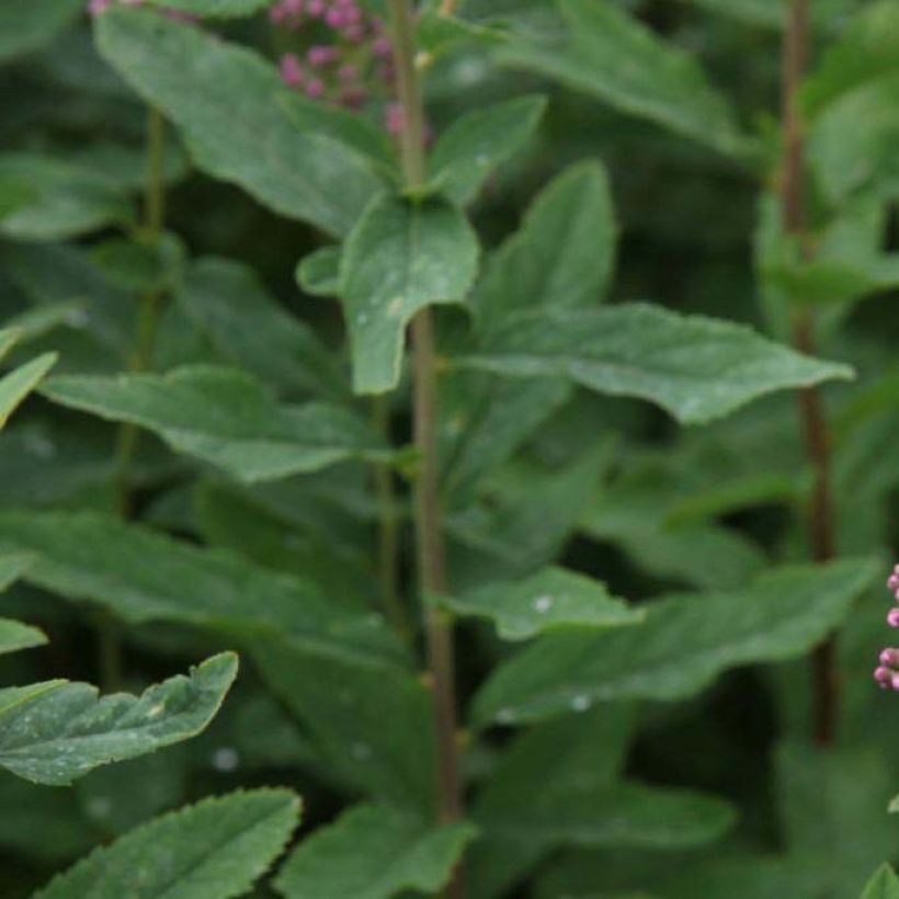Pensasangervo - Spiraea x billiardii (Lehvistö)