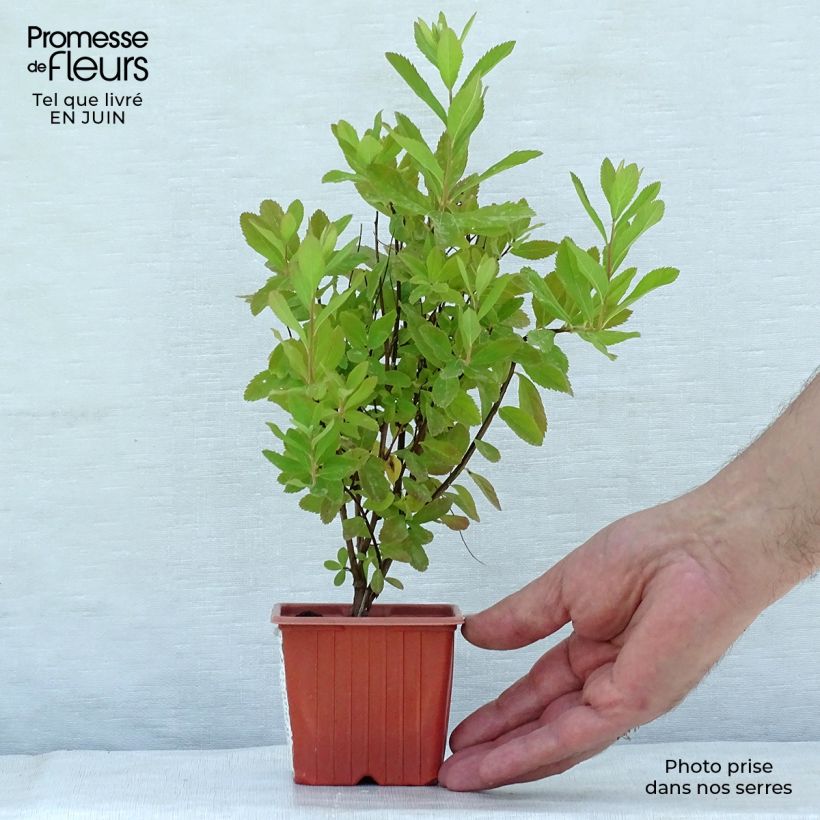 Esimerkki kesällä toimitetusta Pensasangervo - Spiraea x billiardii Taimiruukku 8/9 cm-taimesta