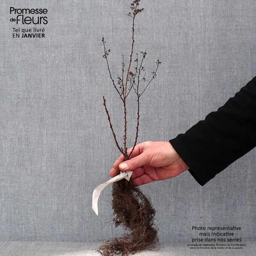Esimerkki talvella toimitetusta Pensasangervo - Spiraea x billiardii Paljasjuurinen-taimesta