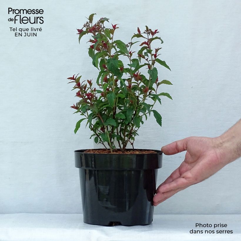 Esimerkki kesällä toimitetusta Pensasangervo Superstar Denistar Pot de 3L/4L-taimesta