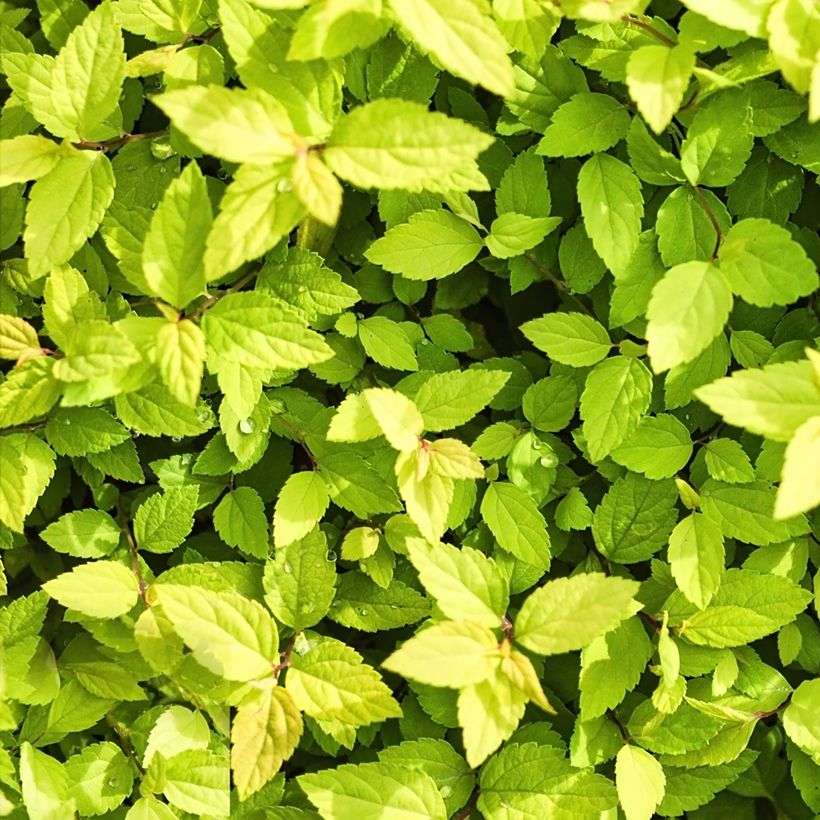 Idänvirpiangervo - Spiraea chamaedryfolia (Lehvistö)