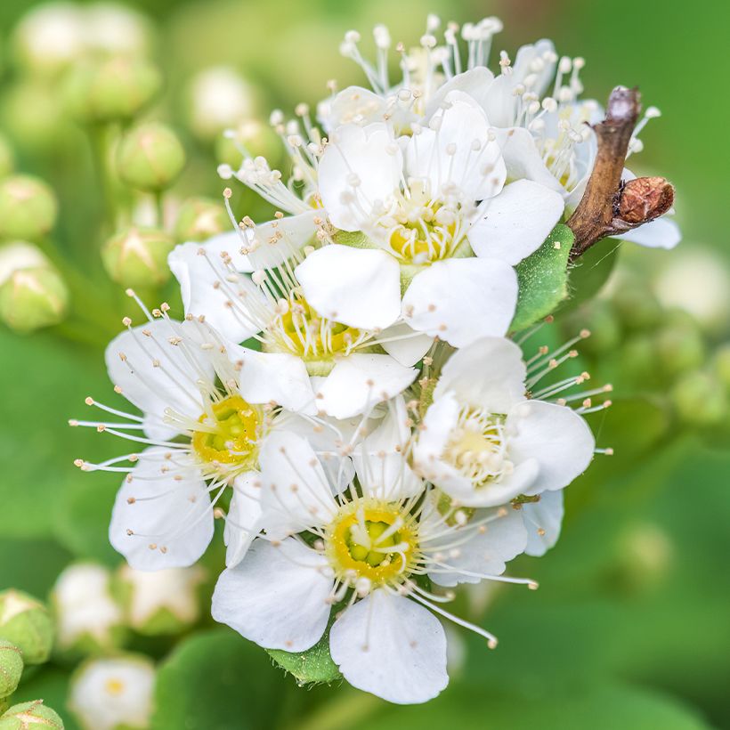 Idänvirpiangervo - Spiraea chamaedryfolia (Kukinta)