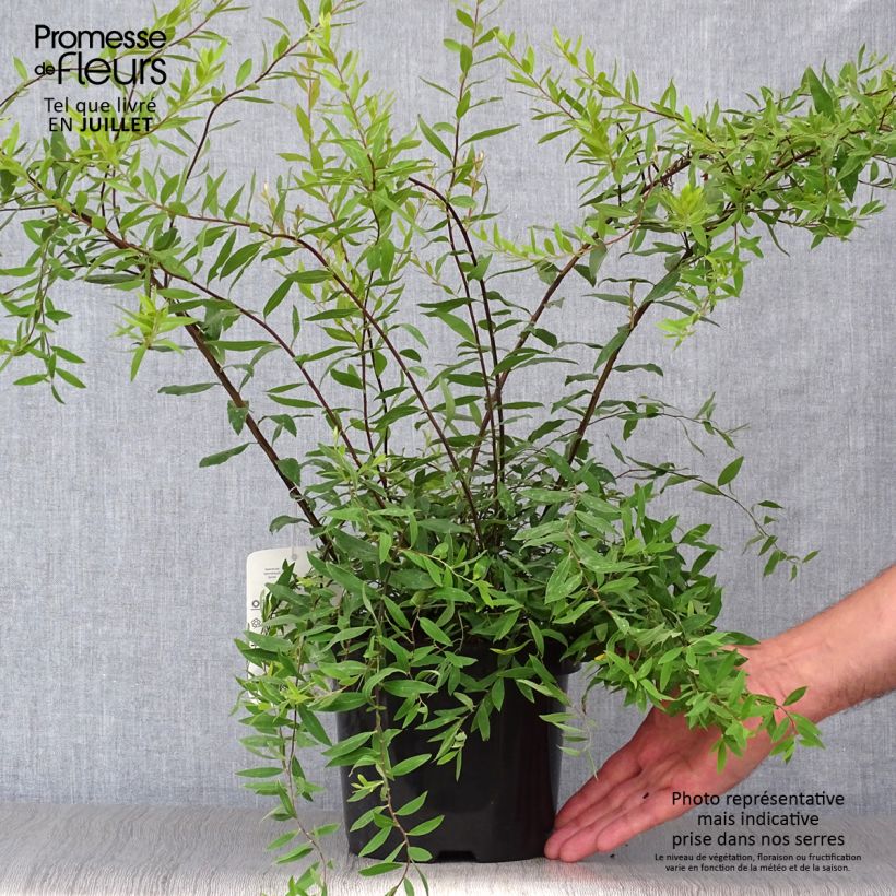 Esimerkki kesällä toimitetusta Harmaanangervo Graciosa Pot de 2L/3L-taimesta