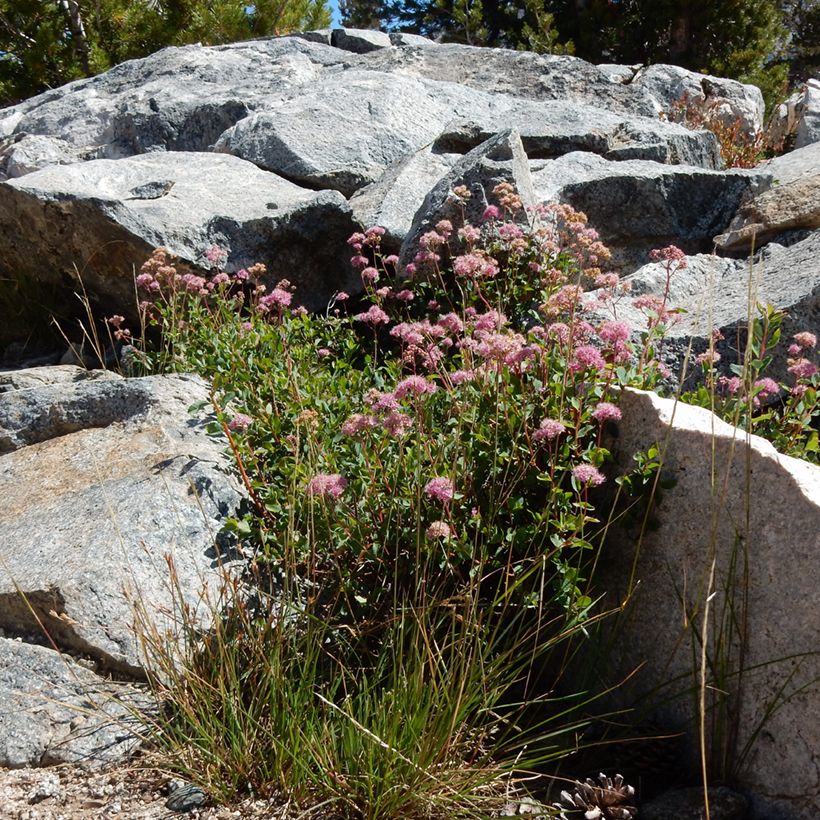 Rinneangervo - Spiraea densiflora (Kasvutapa)