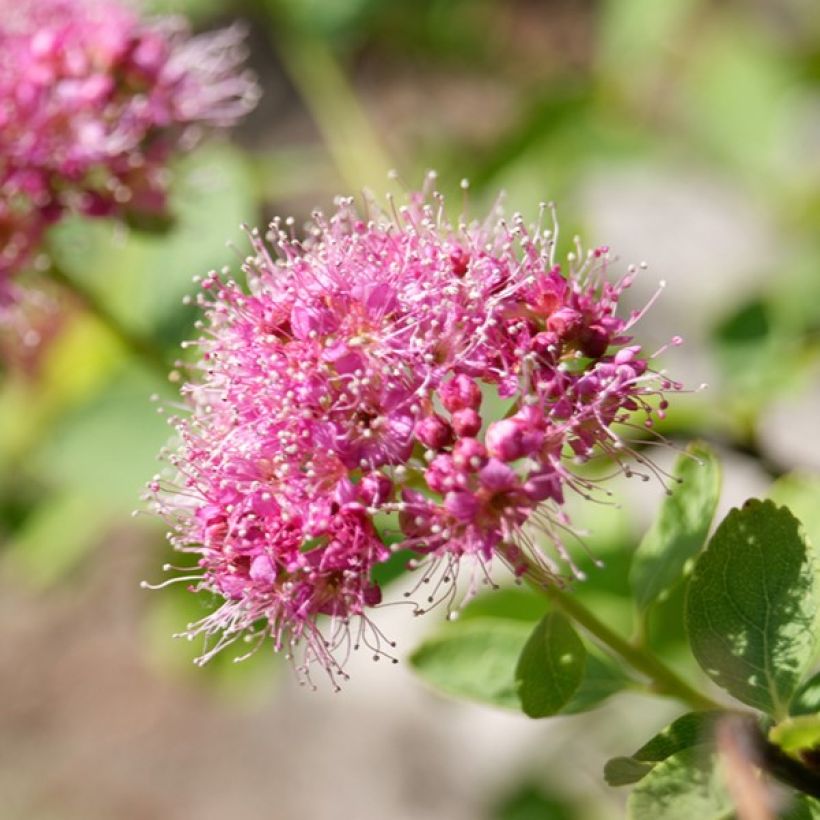 Rinneangervo - Spiraea densiflora (Kukinta)