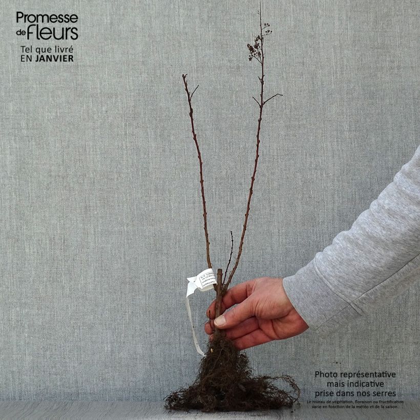 Esimerkki talvella toimitetusta Punapajuangervo - Spiraea douglasii Paljaat juuret-taimesta