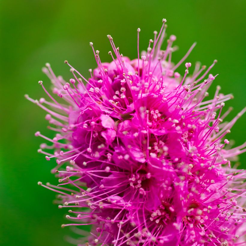 Punapajuangervo - Spiraea douglasii (Kukinta)