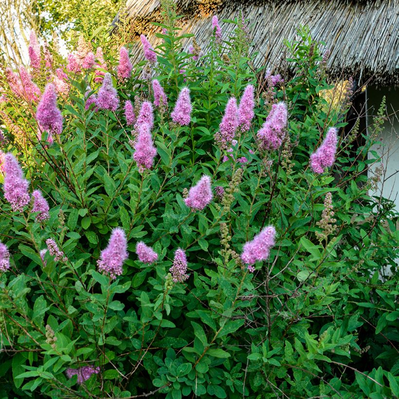 Punapajuangervo - Spiraea douglasii (Kasvutapa)