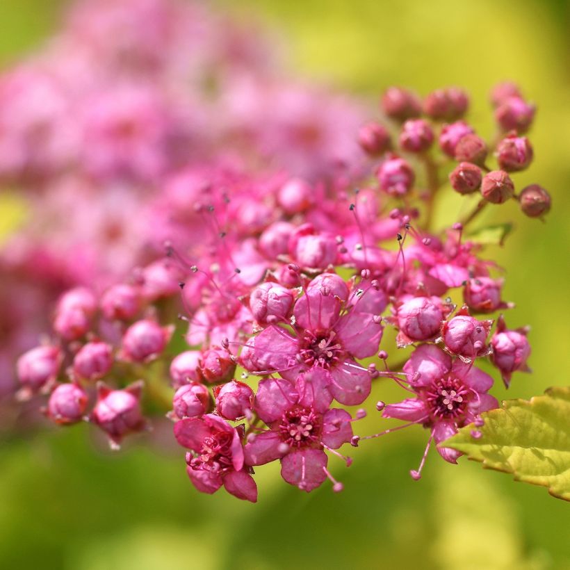 Japaninangervo Pink & Gold (Kukinta)