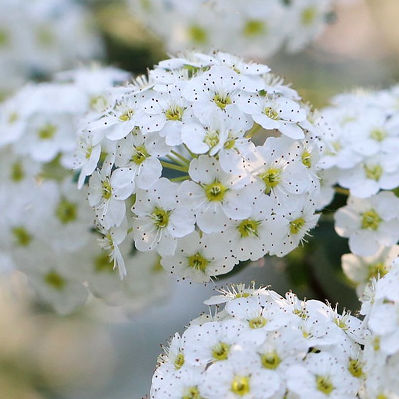Piianangervo June Bride (Kukinta)