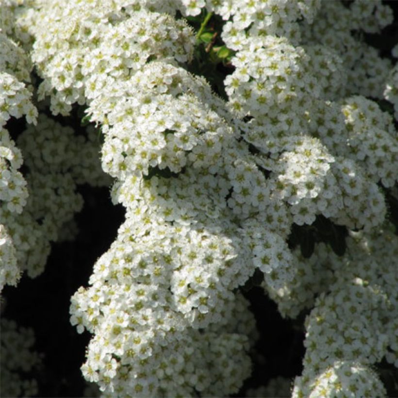 Piianangervo Snowmound (Kukinta)