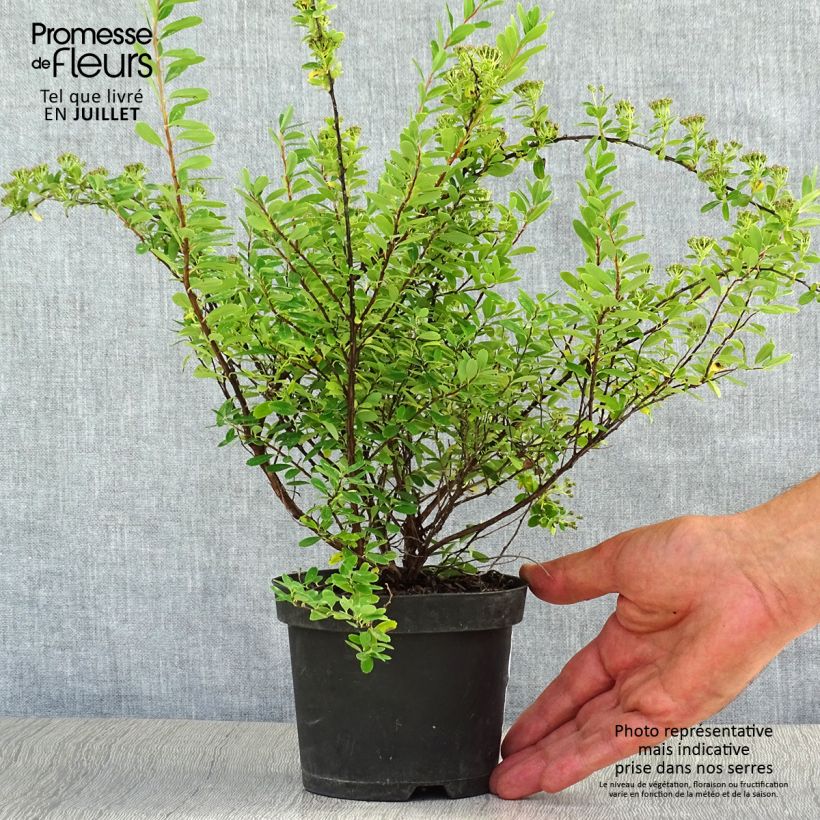Esimerkki kesällä toimitetusta Piianangervo Snowmound Ruukku 1L / 1,5L-taimesta