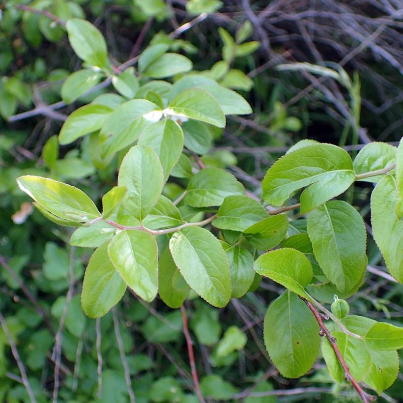 Pensasangervo - Spiraea prunifolia (Lehvistö)