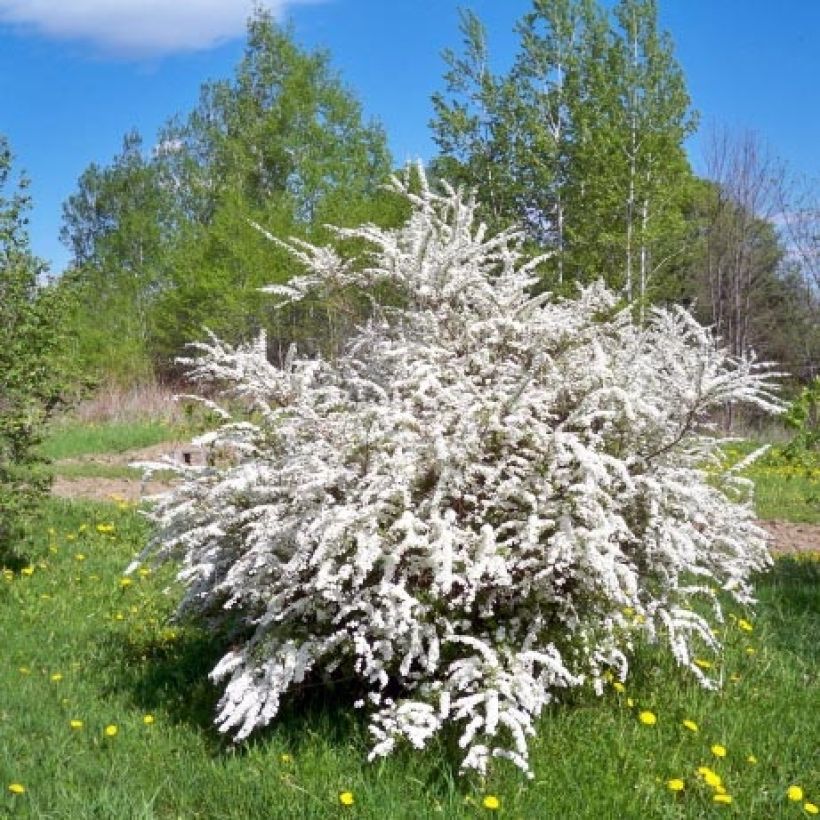 Pensasangervo - Spiraea prunifolia (Kasvutapa)