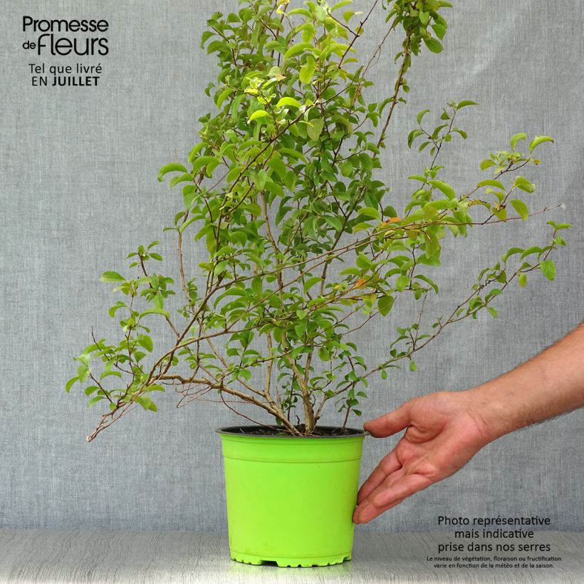 Esimerkki kesällä toimitetusta Pensasangervo Plena Pot de 2L/3L-taimesta