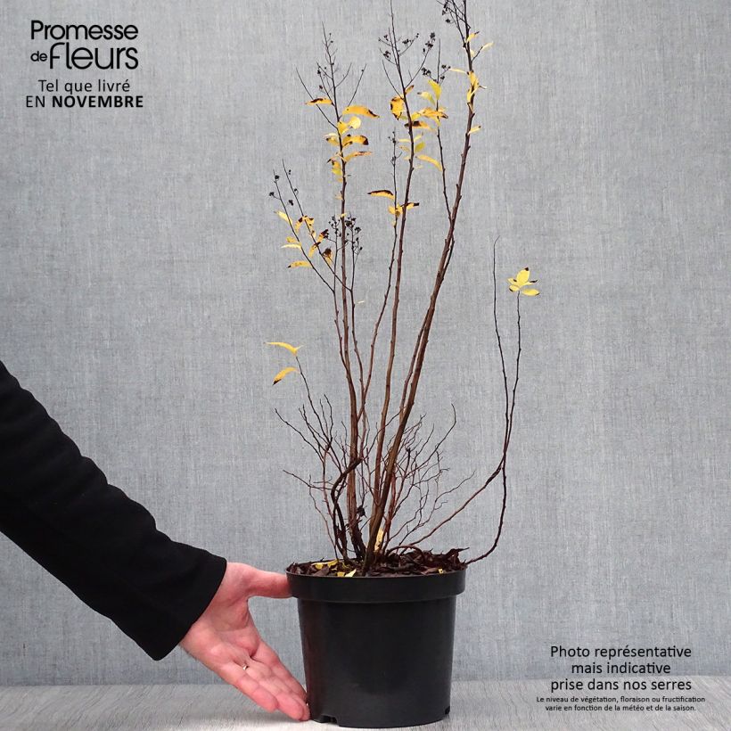 Esimerkki syksyllä toimitetusta Pensasangervo - Spiraea prunifolia 2 litran/3 litran ruukku-taimesta