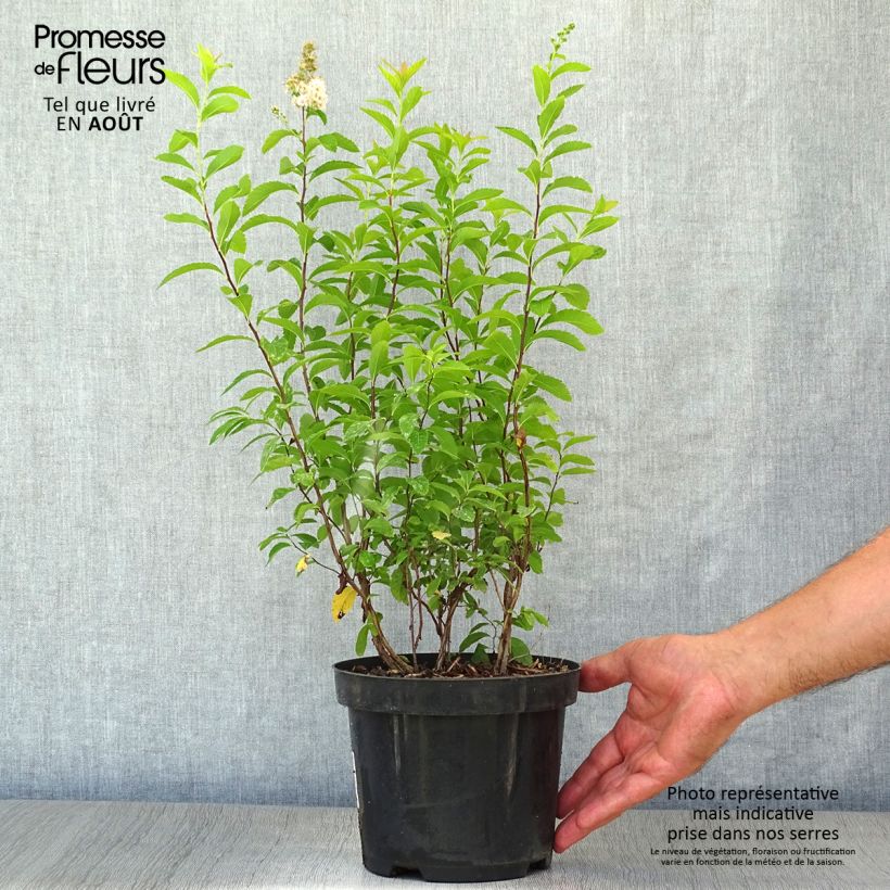 Esimerkki kesällä toimitetusta Pensasangervo - Spiraea prunifolia Pot de 2L/3L-taimesta