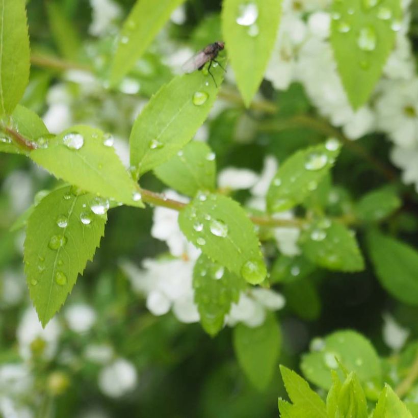 Sirovirpiangervo - Spiraea x thunbergii (Lehvistö)